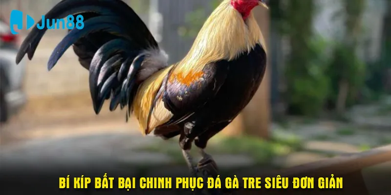 Bí kíp bất bại chinh phục đá gà tre siêu đơn giản