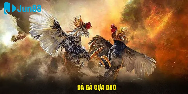 đá gà cựa dao