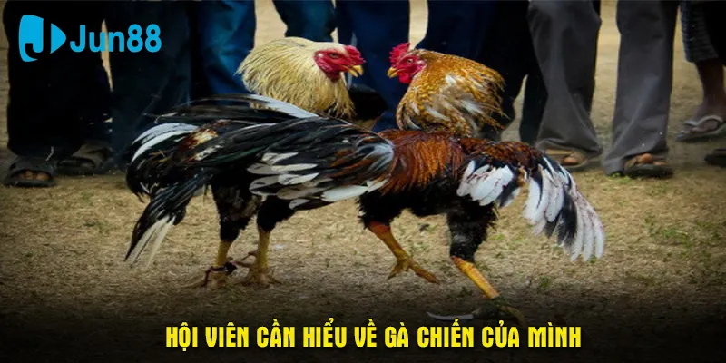 Hội viên cần hiểu về gà chiến của mình