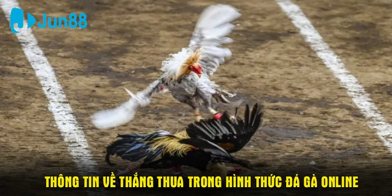 Thông tin về thắng thua trong hình thức đá gà online