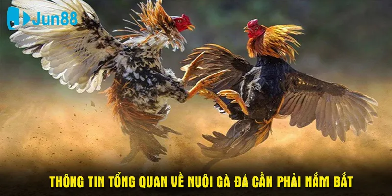 Thông tin tổng quan về nuôi gà đá cần phải nắm bắt