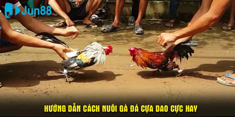 Hướng dẫn cách nuôi gà đá cựa dao cực hay