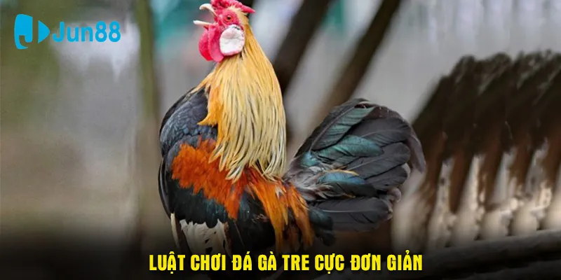 Luật chơi đá gà tre cực đơn giản cho tay chơi tham gia lần đầu