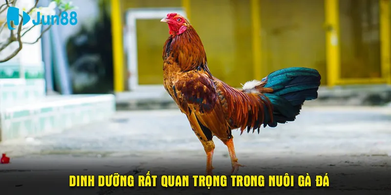 Dinh dưỡng rất quan trọng trong nuôi gà đá để có sức khỏe tốt nhất