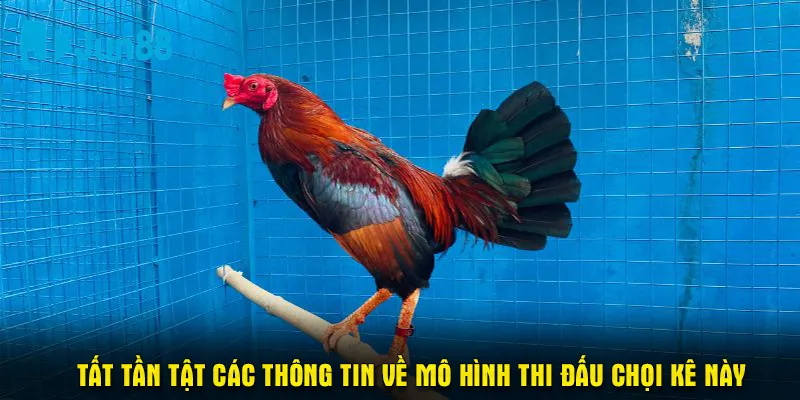 Tất tần tật các thông tin về mô hình thi đấu chọi kê này