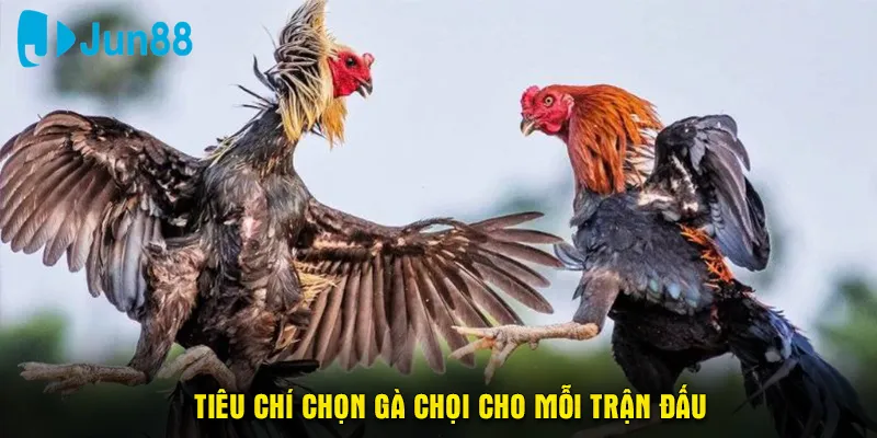 Tiêu chí chọn gà chọi cho mỗi trận đấu